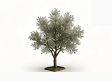 Olive tree